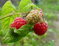 2009-0619_Raspberries_1400-18,2C